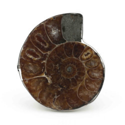 Ring- Ammonite, Shell